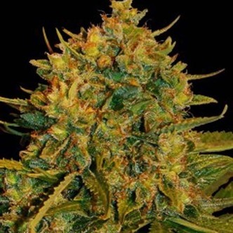 Northern Light x Big Bud Ryder Automat (World Of Seeds) feminizowane