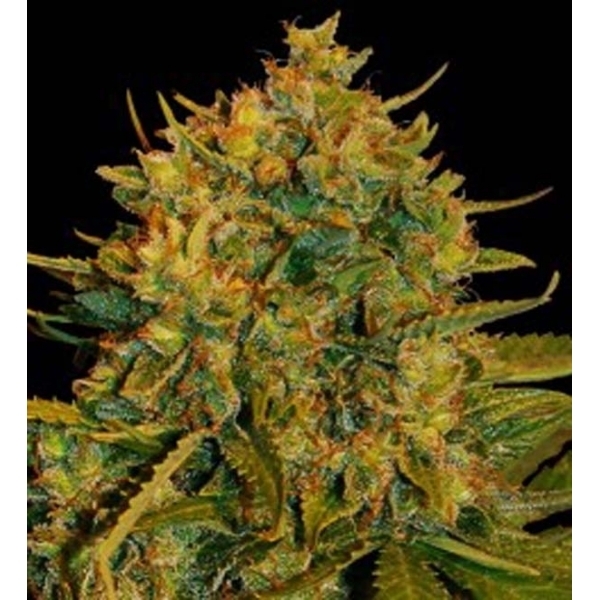 Northern Light x Big Bud Ryder Automat (World Of Seeds) feminizowane