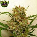 Ripper Haze (Ripper Seeds) feminizowane