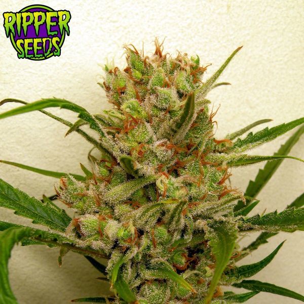 Ripper Haze (Ripper Seeds) feminizowane