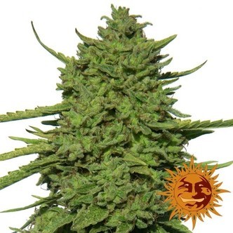 Amnesia Lemon (Barney's Farm) feminizowane