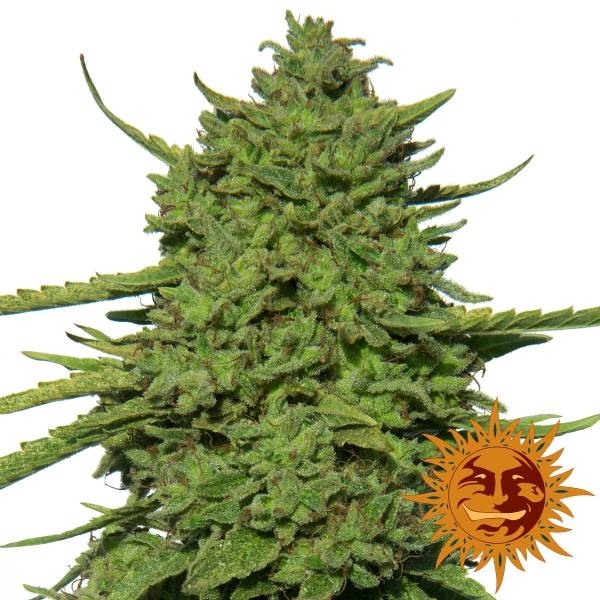 Amnesia Lemon (Barney's Farm) feminizowane