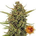 Acapulco Gold (Barney's Farm) feminizowane