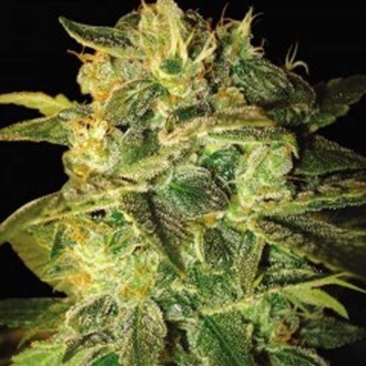 Sugar Mango Ryder Automat (World Of Seeds) feminizowane