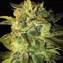 Sugar Mango Ryder Automat (World Of Seeds) feminizowane