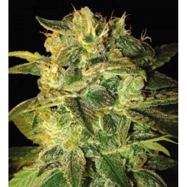 Sugar Mango Ryder Automat (World Of Seeds) feminizowane