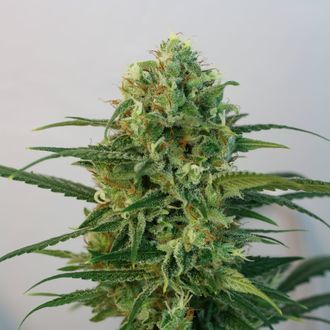 Toxic (Ripper Seeds) feminizowane