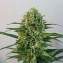 Toxic (Ripper Seeds) feminizowane