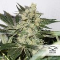 CBD Skunk Haze (Dutch Passion) feminizowane