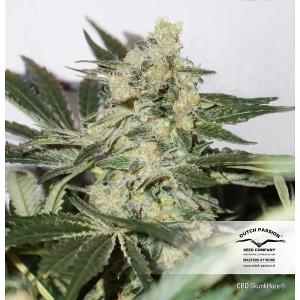 CBD Skunk Haze (Dutch Passion) feminizowane