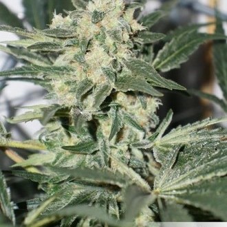 CBD Skunk Haze (Dutch Passion) feminizowane