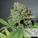 CBD Skunk Haze (Dutch Passion) feminizowane