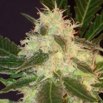 Widow (CBD Seeds) feminizowane