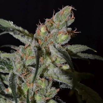 Shark (CBD Seeds) feminizowane