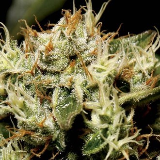 Yumbolt (CBD Seeds) feminizowane