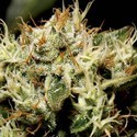 Yumbolt (CBD Seeds) feminizowane