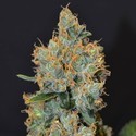 Lavender (CBD Seeds) nasiona marihuany feminizowane