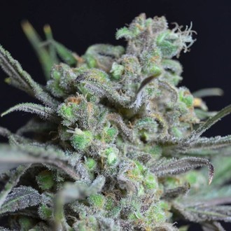 Critical (CBD Seeds) feminizowane