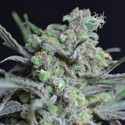 Critical (CBD Seeds) feminizowane