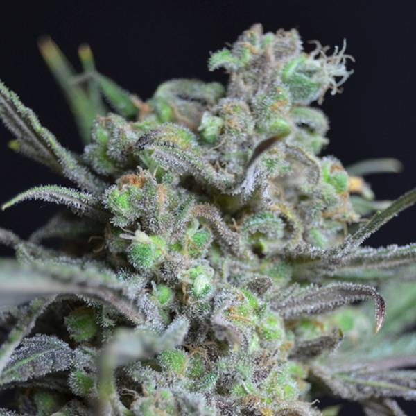 Critical (CBD Seeds) feminizowane