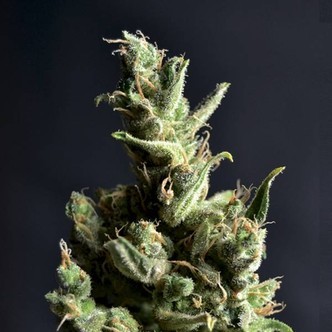 Amnesia 5 (CBD Seeds) feminizowane