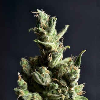 Amnesia 5 (CBD Seeds) feminizowane