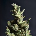 Amnesia 5 (CBD Seeds) feminizowane