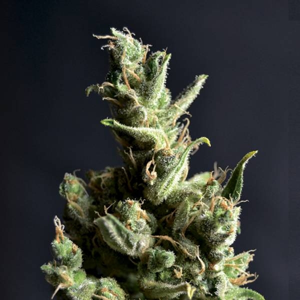 Amnesia 5 (CBD Seeds) feminizowane