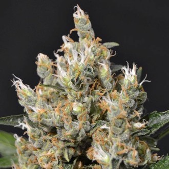Kali (CBD Seeds) feminizowane