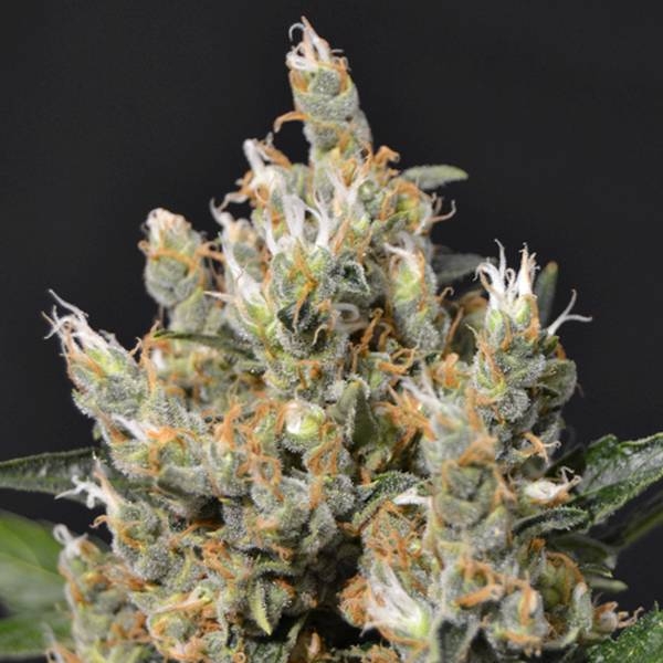Kali (CBD Seeds) feminizowane