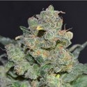 Cheese (CBD Seeds) nasiona marihuany feminizowane