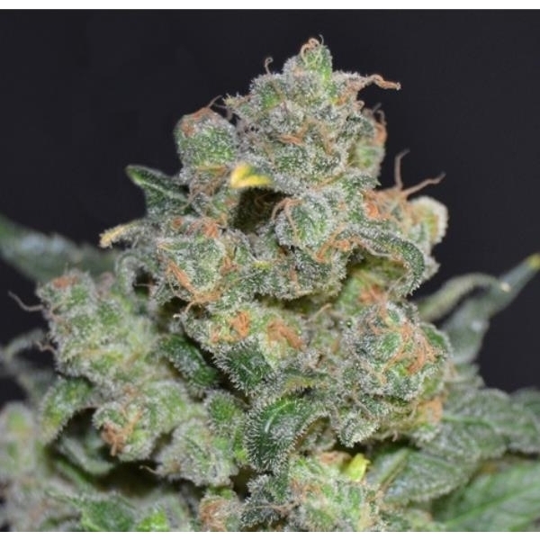 Cheese (CBD Seeds) nasiona marihuany feminizowane