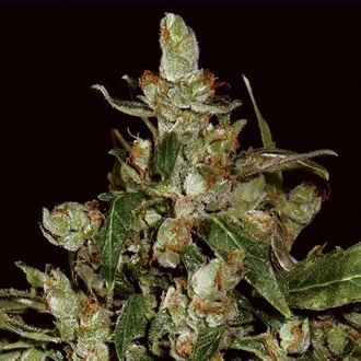 Auto Widow (CBD Seeds) feminizowane
