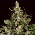 Auto Widow (CBD Seeds) feminizowane