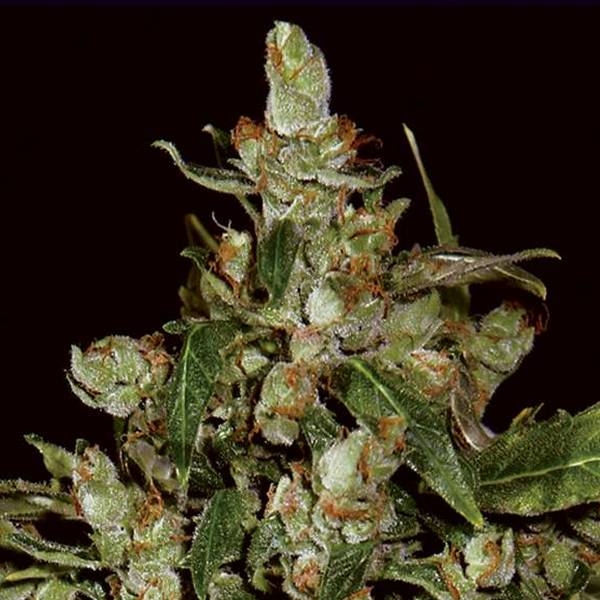 Auto Widow (CBD Seeds) feminizowane