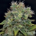 Auto Yumbolt (CBD Seeds) feminizowane