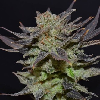 Auto Lavender (CBD Seeds) feminizowane