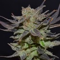Auto Lavender (CBD Seeds) feminizowane