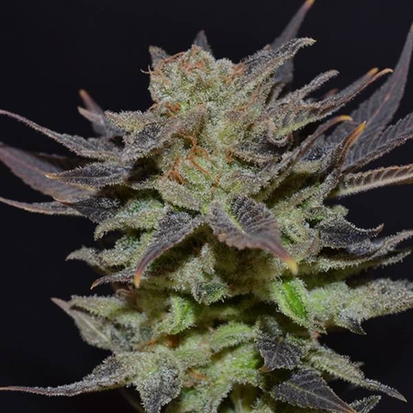 Auto Lavender (CBD Seeds) feminizowane