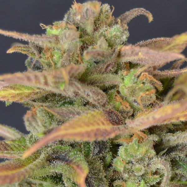 Auto Critical (CBD Seeds) feminizowane