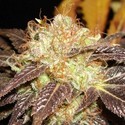 Auto Diesel (CBD Seeds) feminizowane