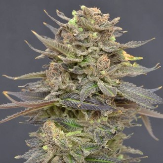 Magma (CBD Seeds) feminizowane