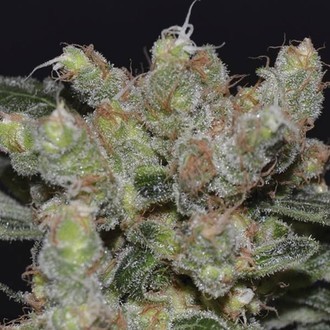 Zen (CBD Seeds) feminizowane