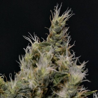 Vanilla Haze (CBD Seeds) feminizowane