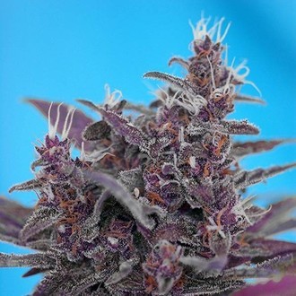 Black Cream Automat (Sweet Seeds) feminizowane