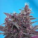 Black Cream Automat (Sweet Seeds) feminizowane