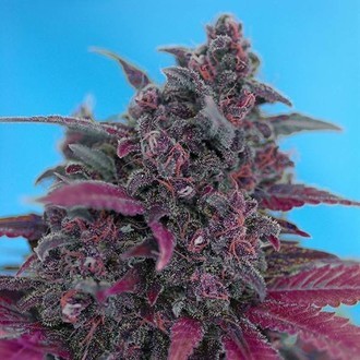 Dark Devil Automat (Sweet Seeds) feminizowane