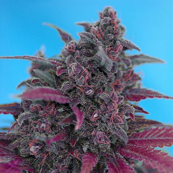 Dark Devil Automat (Sweet Seeds) feminizowane