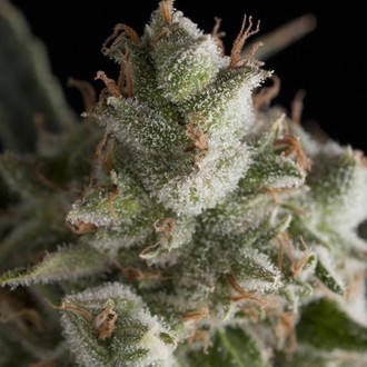 Fresh Candy (Pyramid Seeds) feminizowane