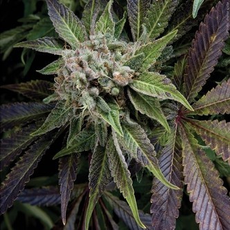 Auto Blue Pyramid (Pyramid Seeds) feminizowane